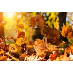Atelier naturopathie:...