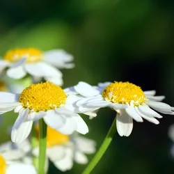Atelier naturopathie: Énergie de l'automne : renforcer son système immunitaire