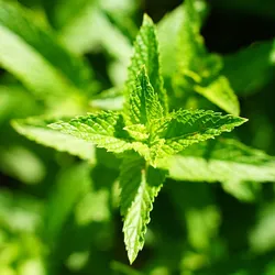 Kit DIY baume respiratoire anti-viral aux huiles essentielles de ravintsare et niaouli