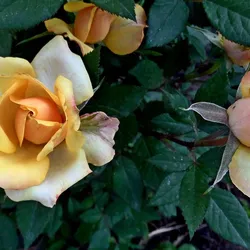 Atelier cosmétique - Crème visage bienfaisante à la Rose de Damas